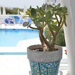Dedalos Naxos 4*