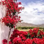 Lägenhetshotell Dedalos Naxos 4*