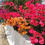 Dedalos Naxos 4*