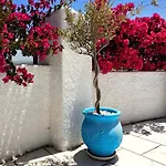 Dedalos Naxos Lägenhetshotell Naxos City