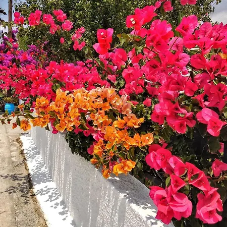 Dedalos Naxos *